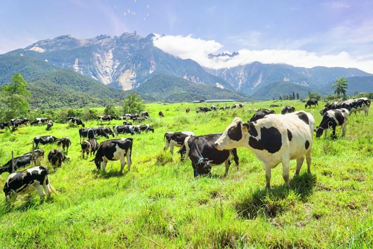 Jom Jelajah Benua customers in Kota Kinabalu – Kundasang
