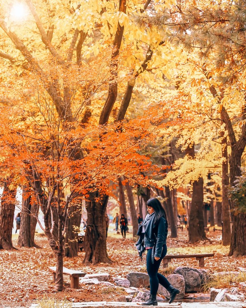 Seoul – Nami Island, Korea